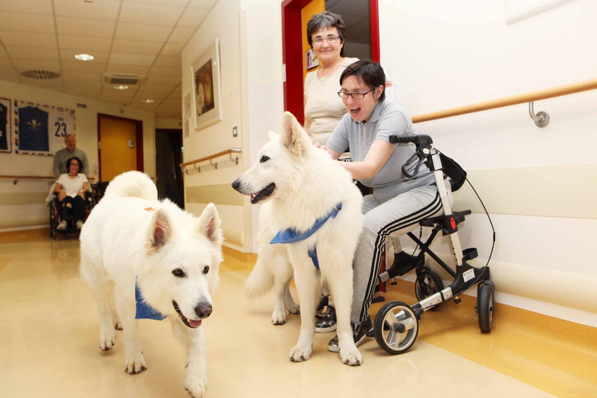 Due cani bianchi conducono una persona su una sedia a rotelle lungo il corridoio di un ospedale, con una donna sorridente in piedi accanto a loro.