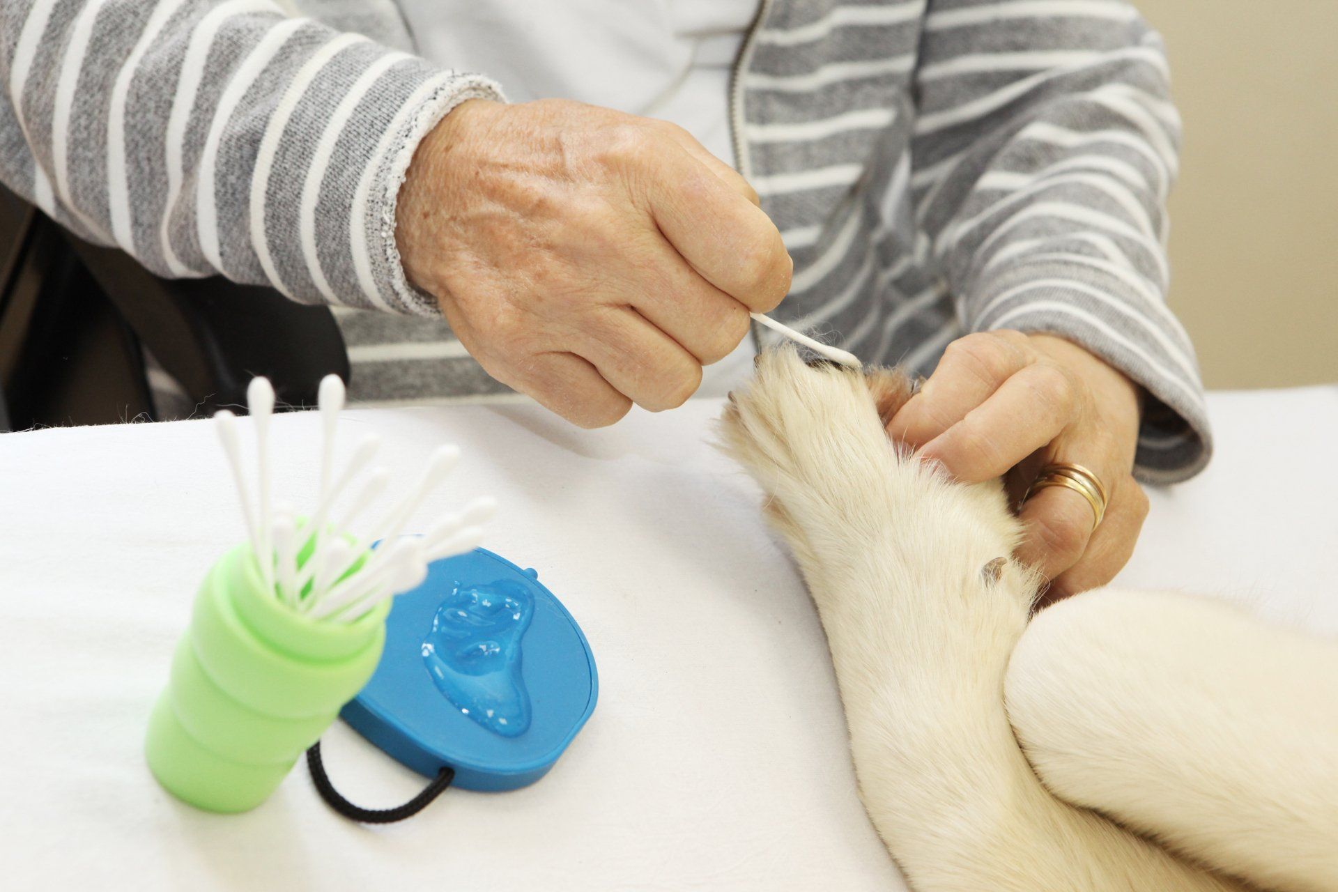Persona che usa un cotton fioc per pulire la zampa di un cane, accanto al kit per le impronte delle zampe.