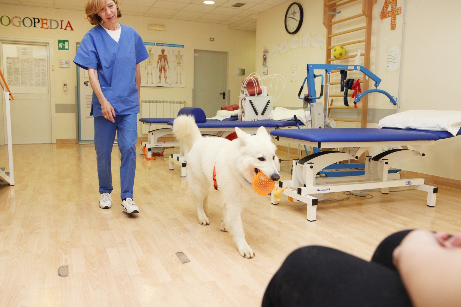 Un cane bianco porta una palla in una sala di fisioterapia, con una donna in camice e un'altra persona sullo sfondo.