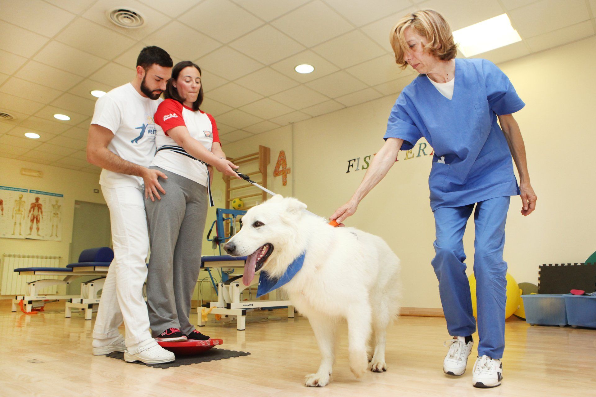 Una donna in terapia cammina con l'assistenza di un cane, davanti a lei e con un terapeuta in una clinica.