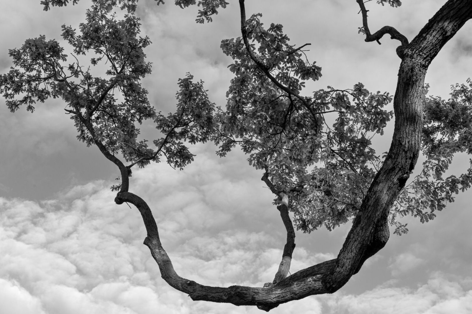 Foto in bianco e nero di rami di alberi contro un cielo nuvoloso.