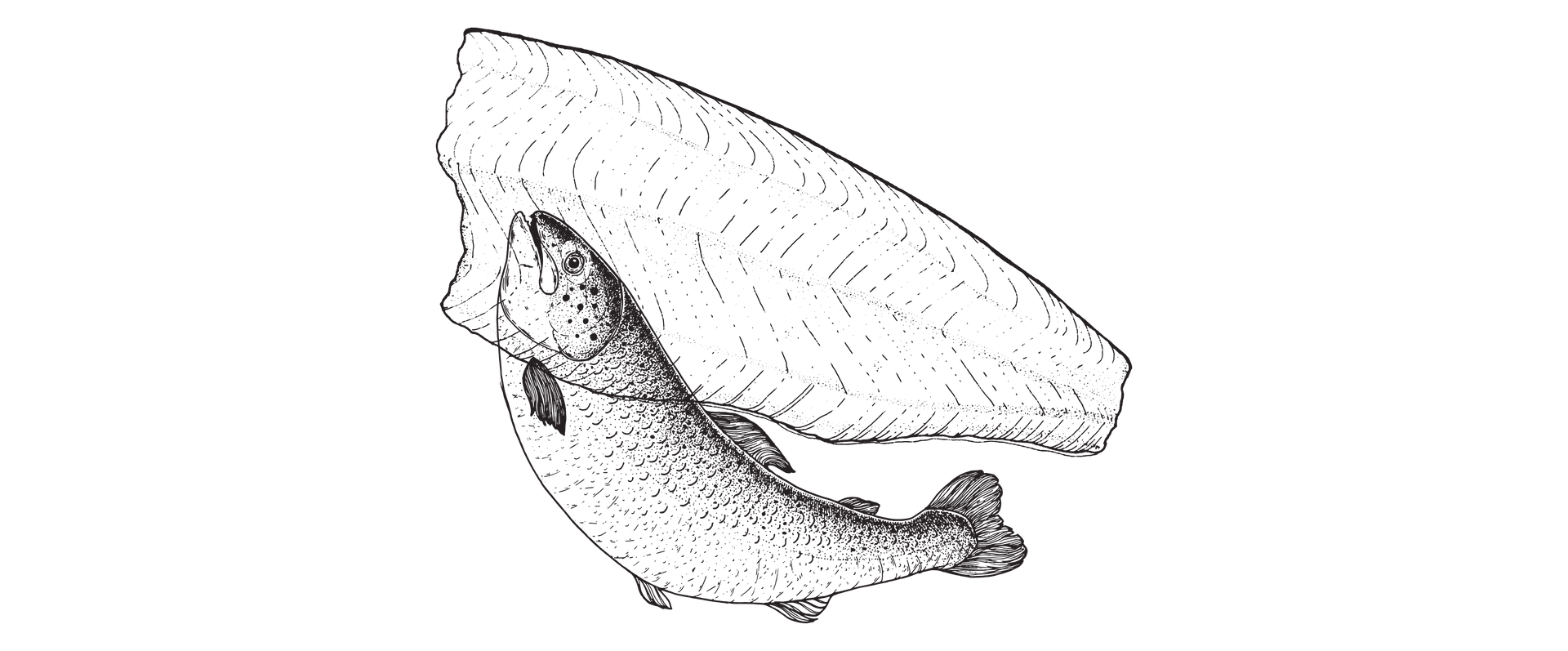 Black-and-white sketch of a fish with a long, curved snout and small fins on a white background