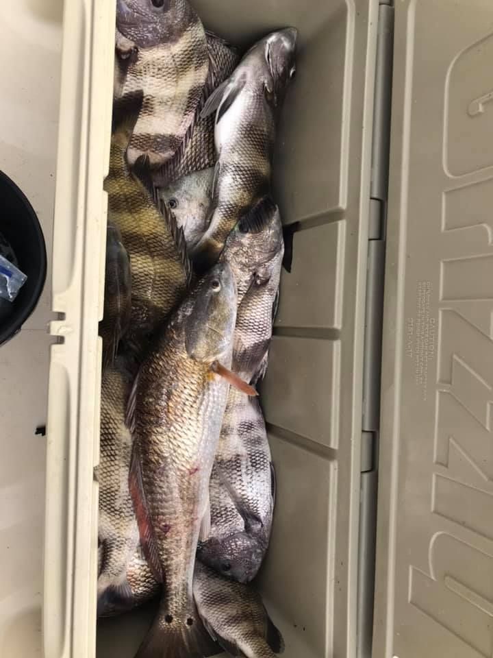 A bunch of fish are sitting in a cooler.