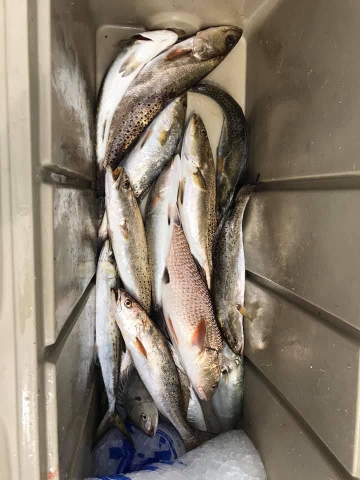 A bunch of fish are sitting in a cooler.
