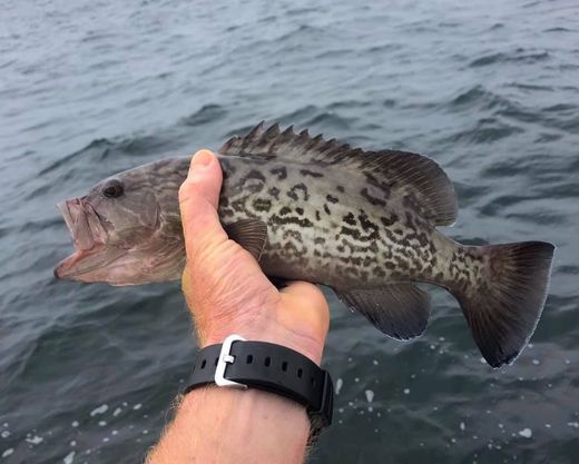 A person is holding a fish in their hand in the water.
