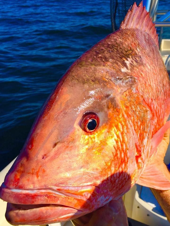 A person is holding a large red fish in their hand.