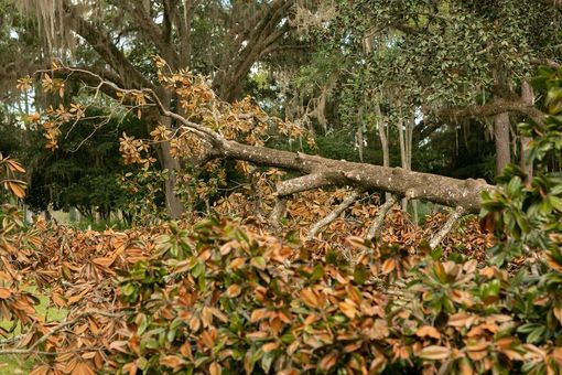 Dense forest floor covered with fallen orange leaves and a fallen tree trunk under green canopy
