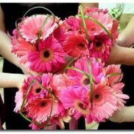 Pink gerbera daisies arranged in a bouquet with green stems against a dark background