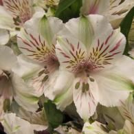Cluster of white alstroemeria flowers with pale pink streaks and green leaves