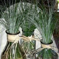 Three glass bottles with tied twine, each holding tall green grass-like stems