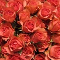Cluster of coral-orange roses in full bloom, tightly arranged together