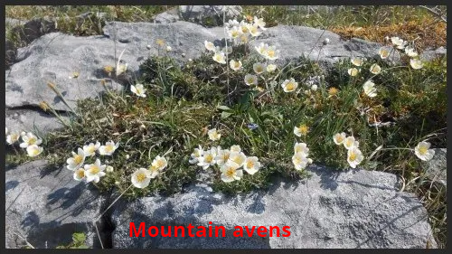 The Arctic wonder - Mountain Avens.