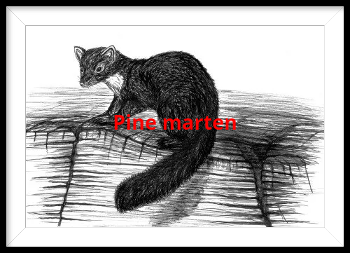 A black and white drawing of a pine marten