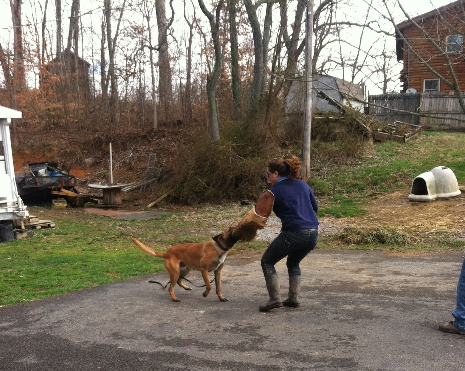 Person in blue jacket playing tug with brown dog on a driveway, with trees and yard in the background