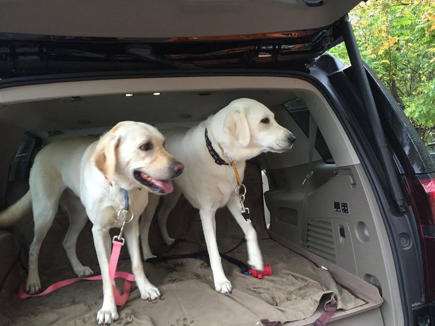 Two cream-colored dogs standing in the open back of an SUV with leashes on a blanket.