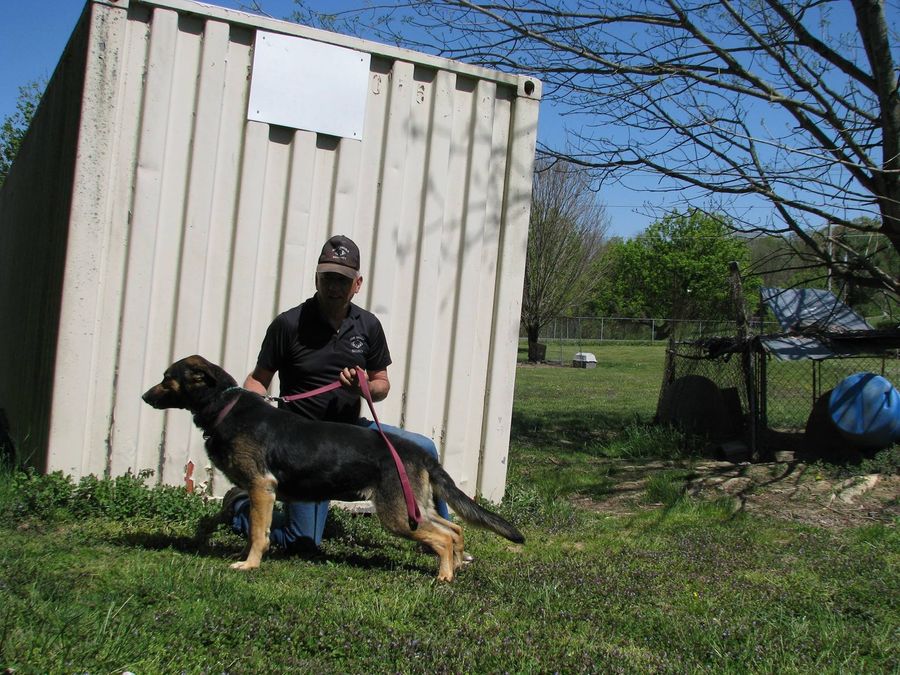 Person holding a German shepherd on a leash beside a beige shed in a grassy yard.