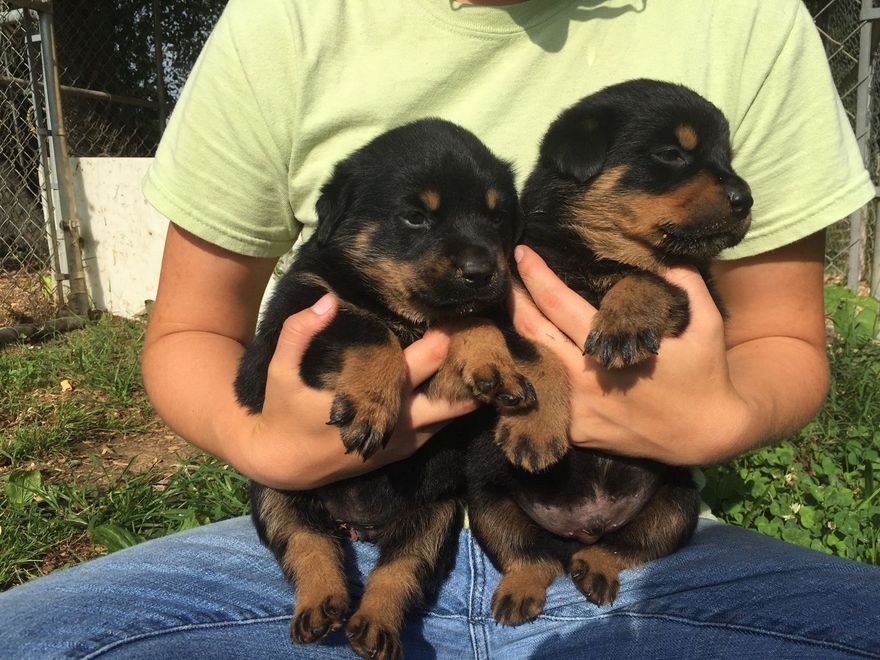 Person holding two black-and-tan puppies outdoors on their lap