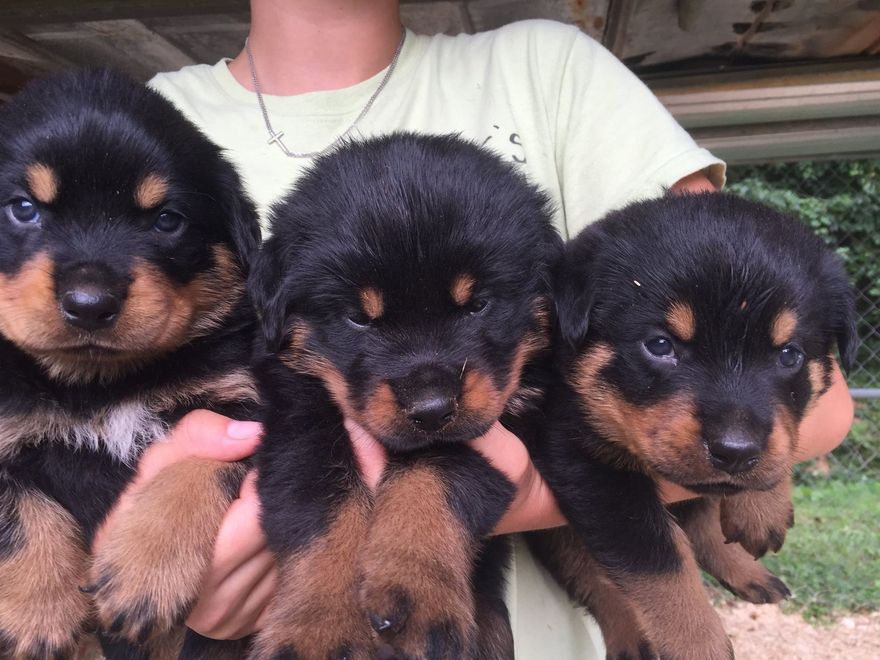 Person holding three black-and-tan Rottweiler puppies outdoors