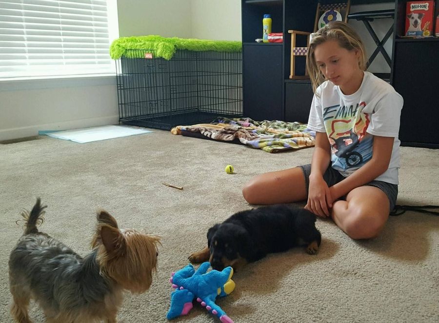 Child kneeling on carpet watching two small dogs play with a blue toy in a living room