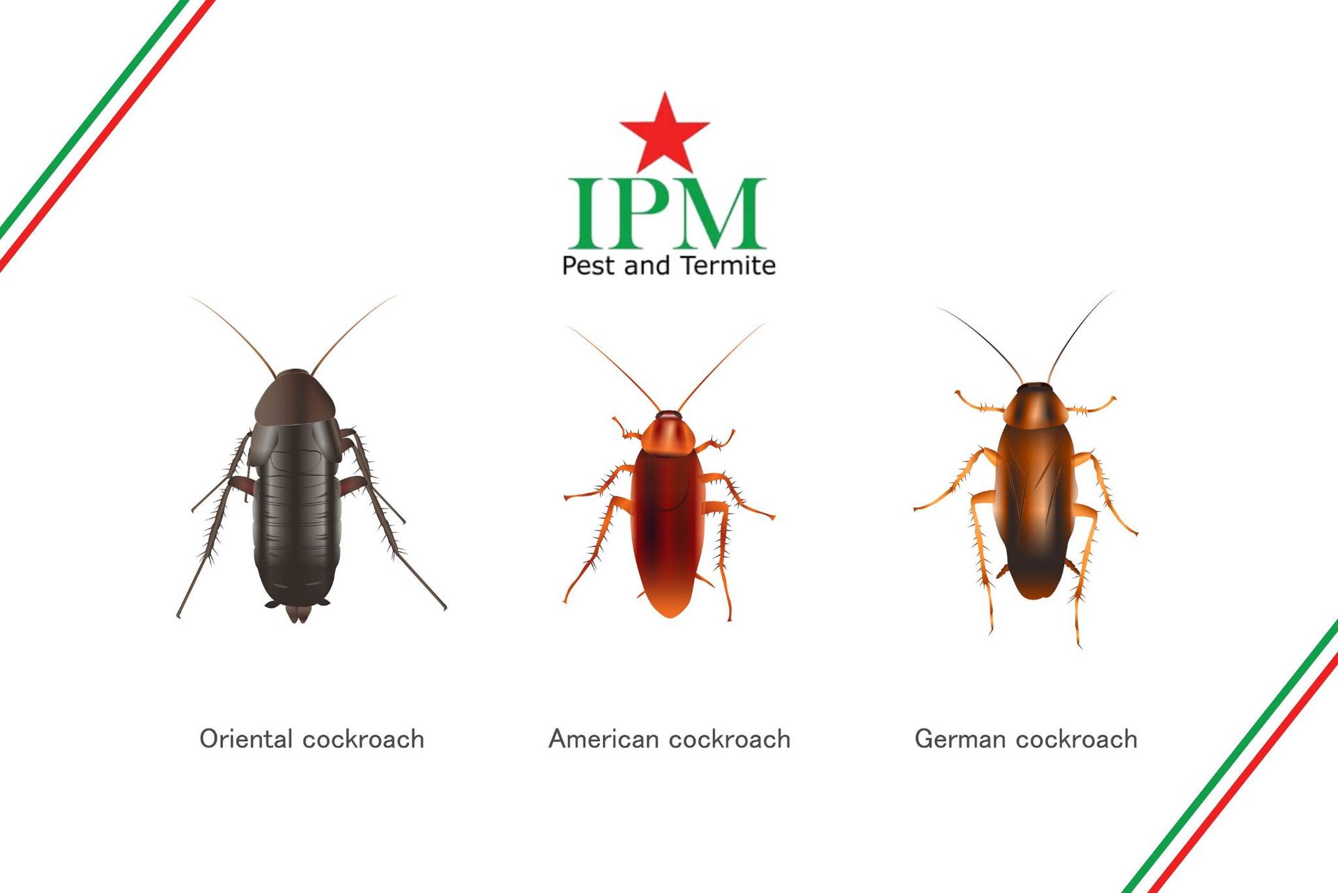 German vs. Oriental vs. American Cockroaches | IPM Pest & Termite