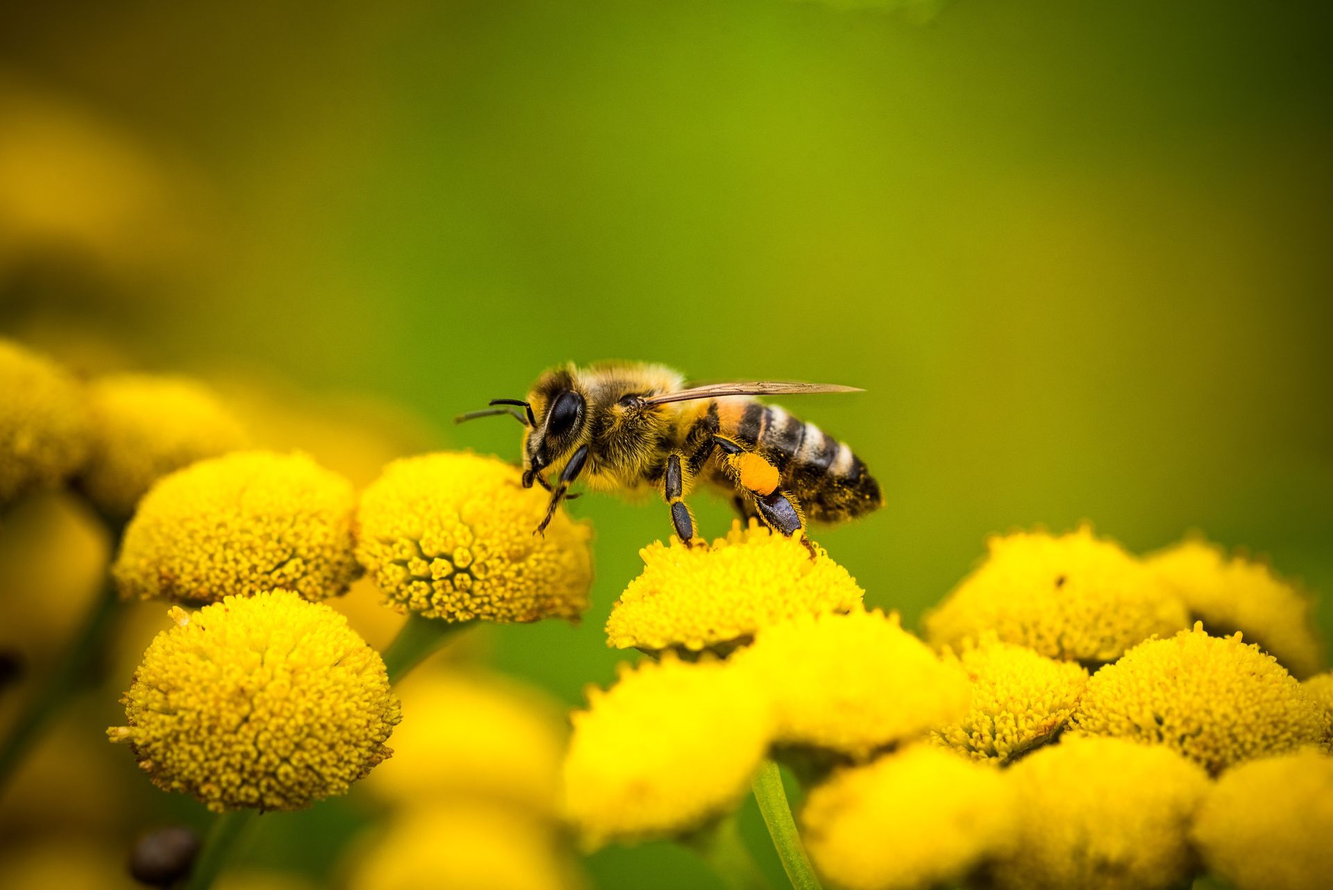 A close-up of a bee.
