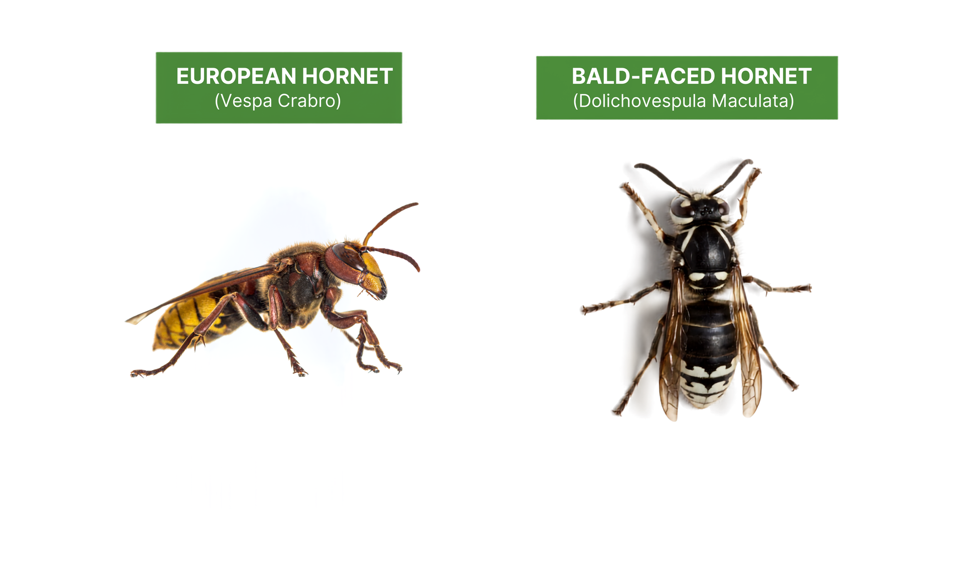 A close-up of a European and bald-faced hornet