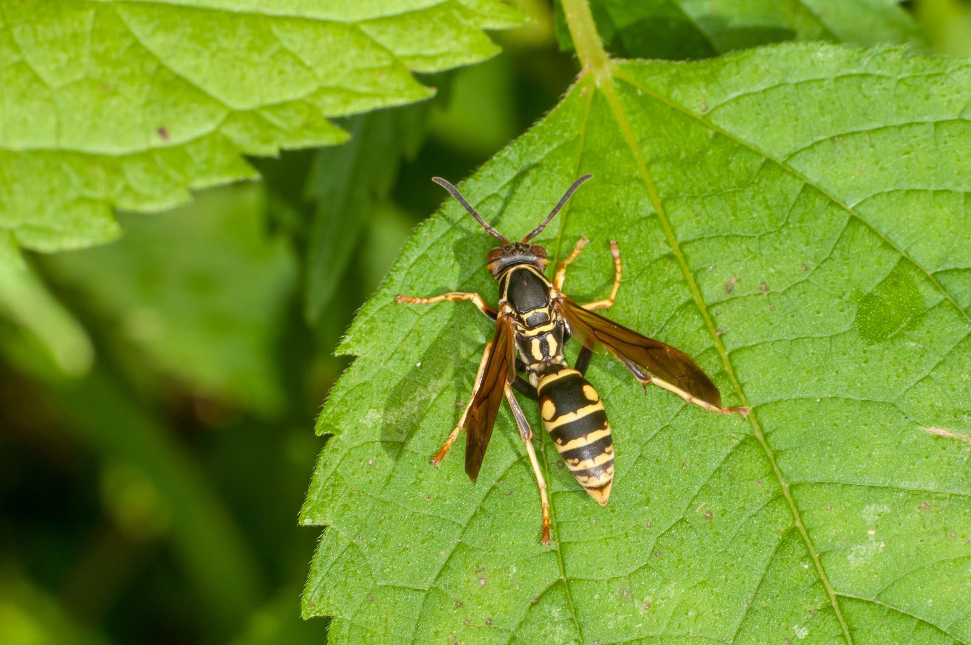 A close-up of a wasp.