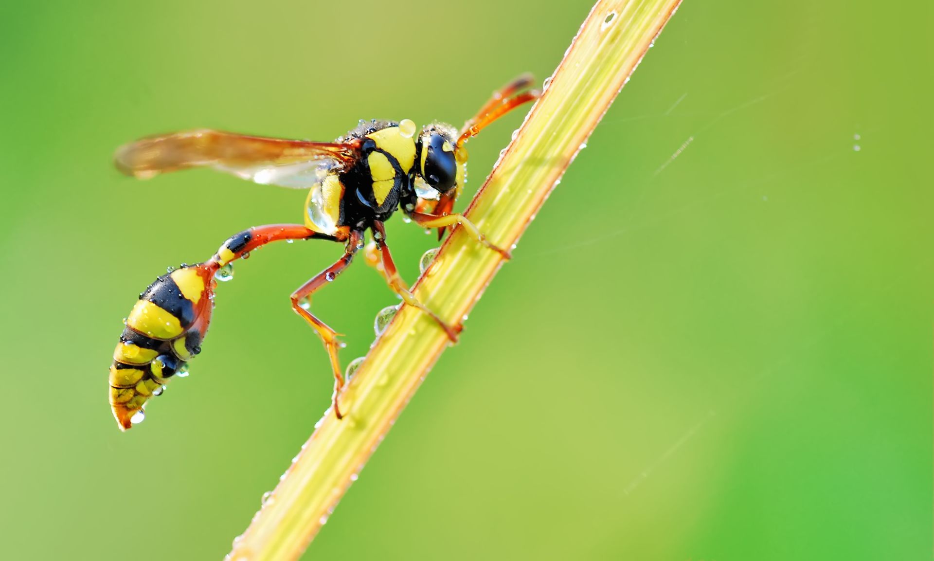 A close-up of a yellow jacket.