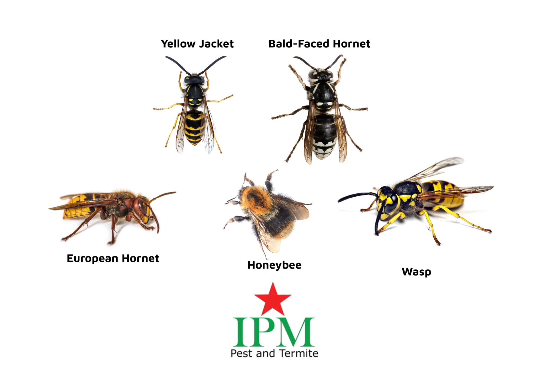 A close-up of a yellow jacket, a bee, and a wasp, and hornets