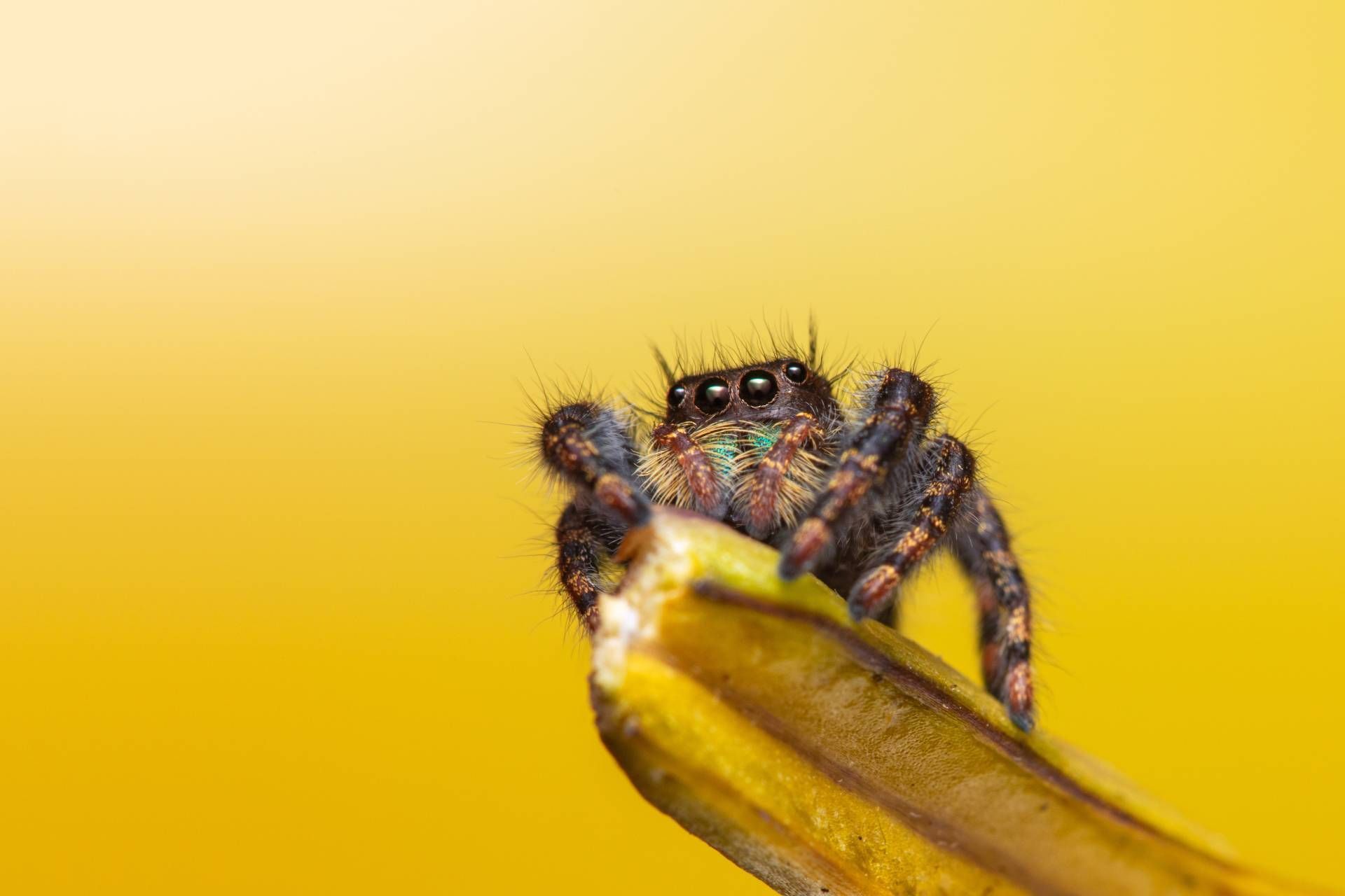Bold jumping spider found in Kentucky