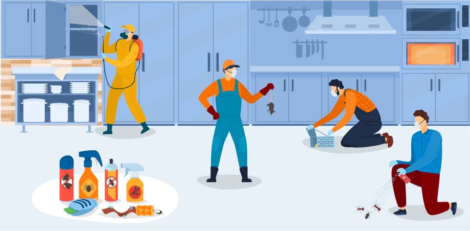 Common household pests bugs termites near Lexington, Nicholasville, Versailles, Georgetown, Richmond, and Winchester, Kentucky (KY)
