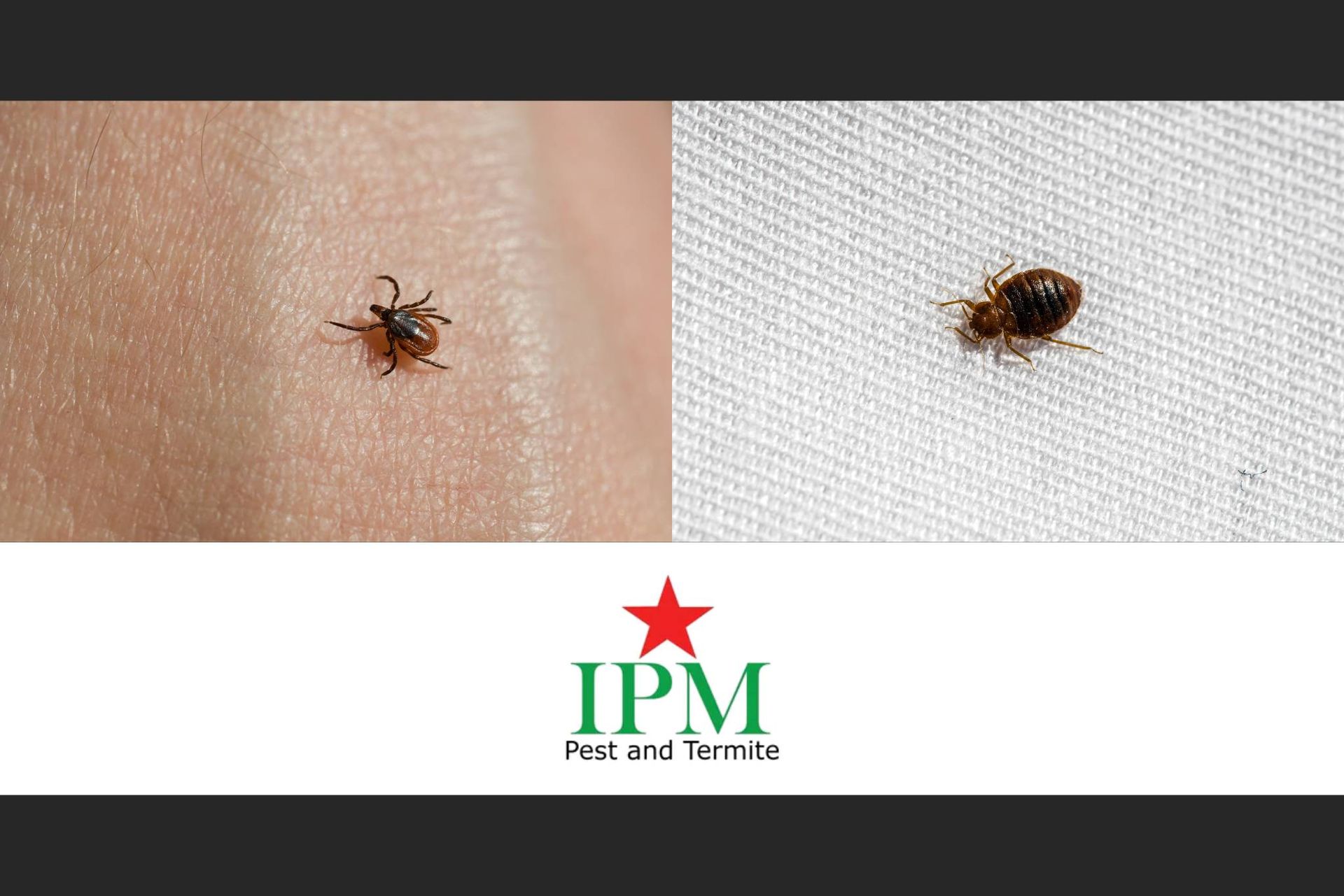 Comparing a black-legged deer tick with a bed bug near Lexington, K