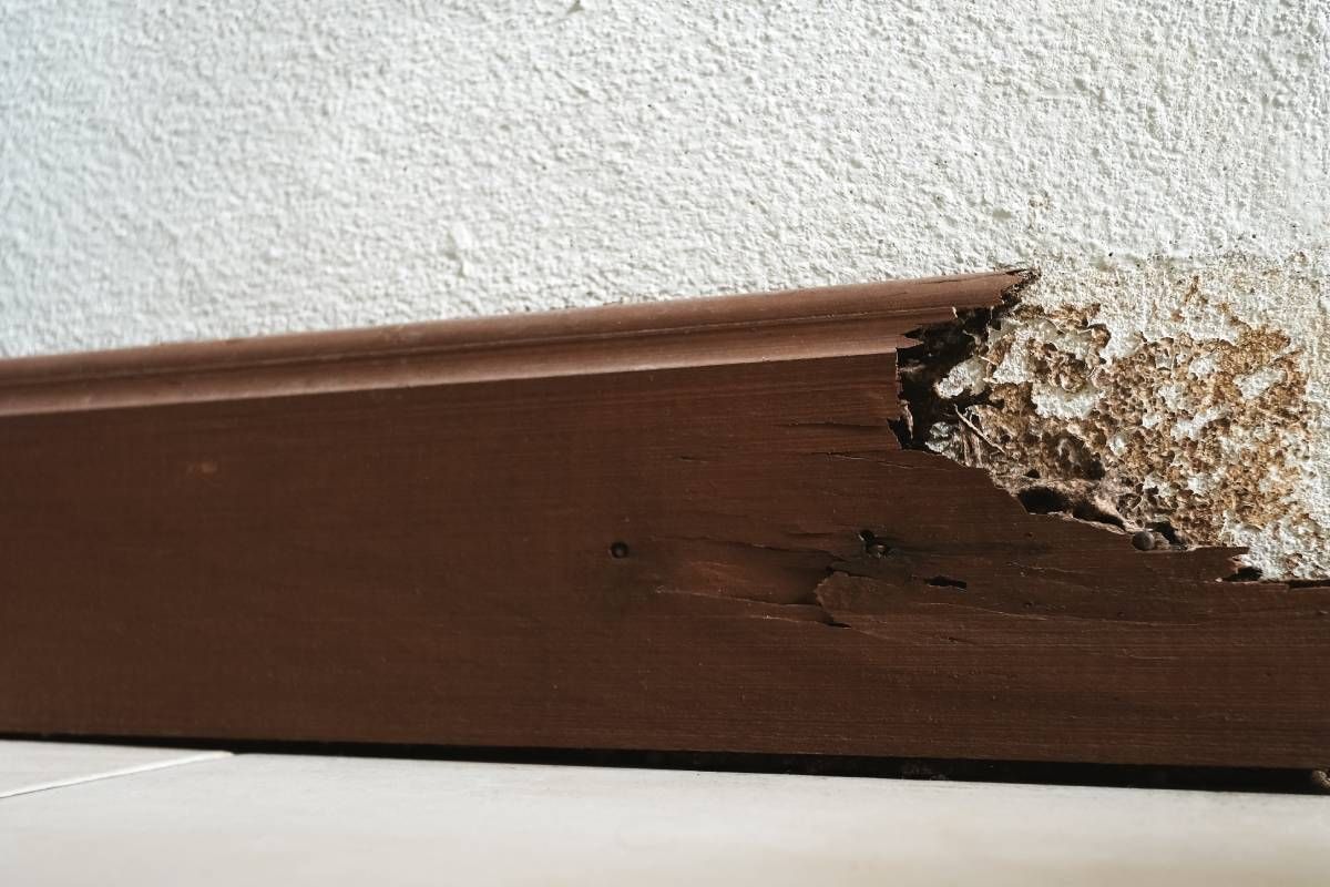 A piece of wood floor trim hiding termite damage near Lexington, Kentucky (KY)