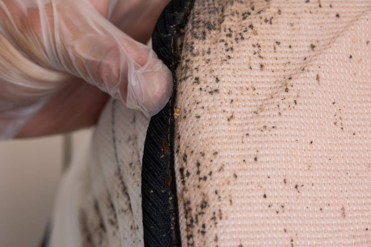 Exploring Our Methods For Successfully Removing Household Pests, bed bug removal near Lexington, Kentucky (KY)