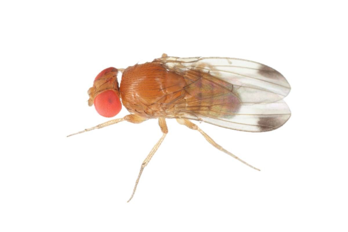 Fruit Flies in KY