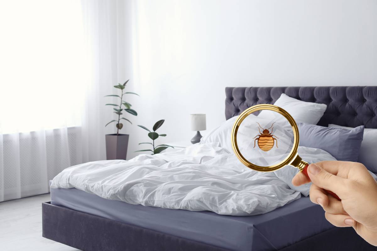get rid of bed bugs, bed bug management, bed bug extermination near Lexington, Kentucky (KY)