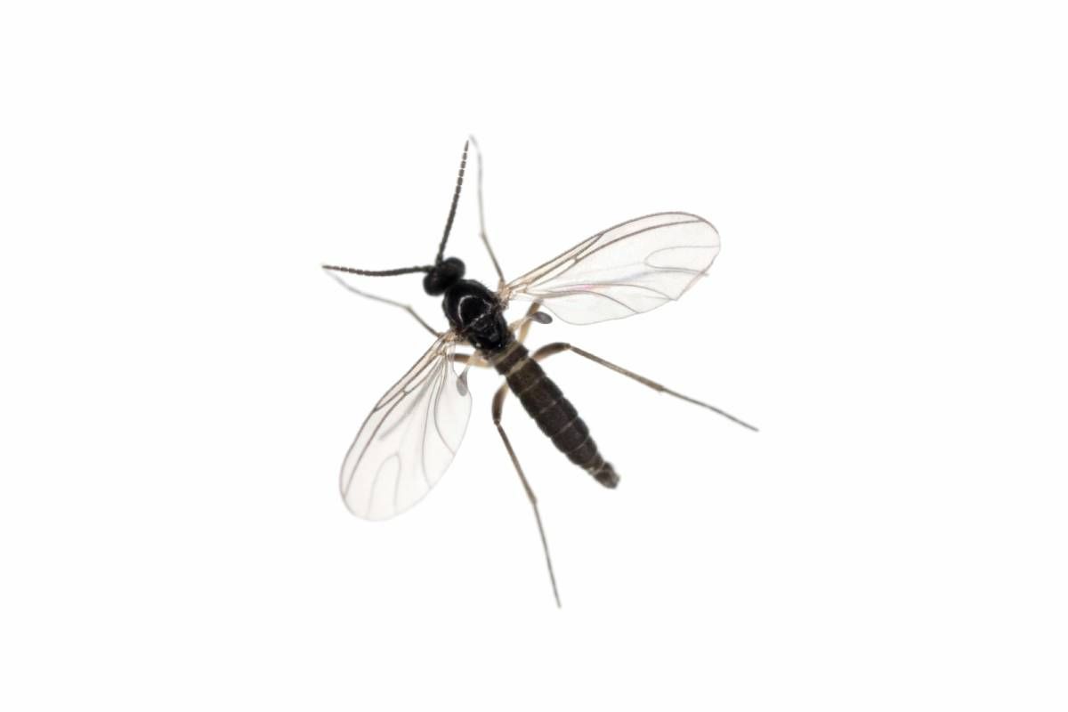 Gnats in KY