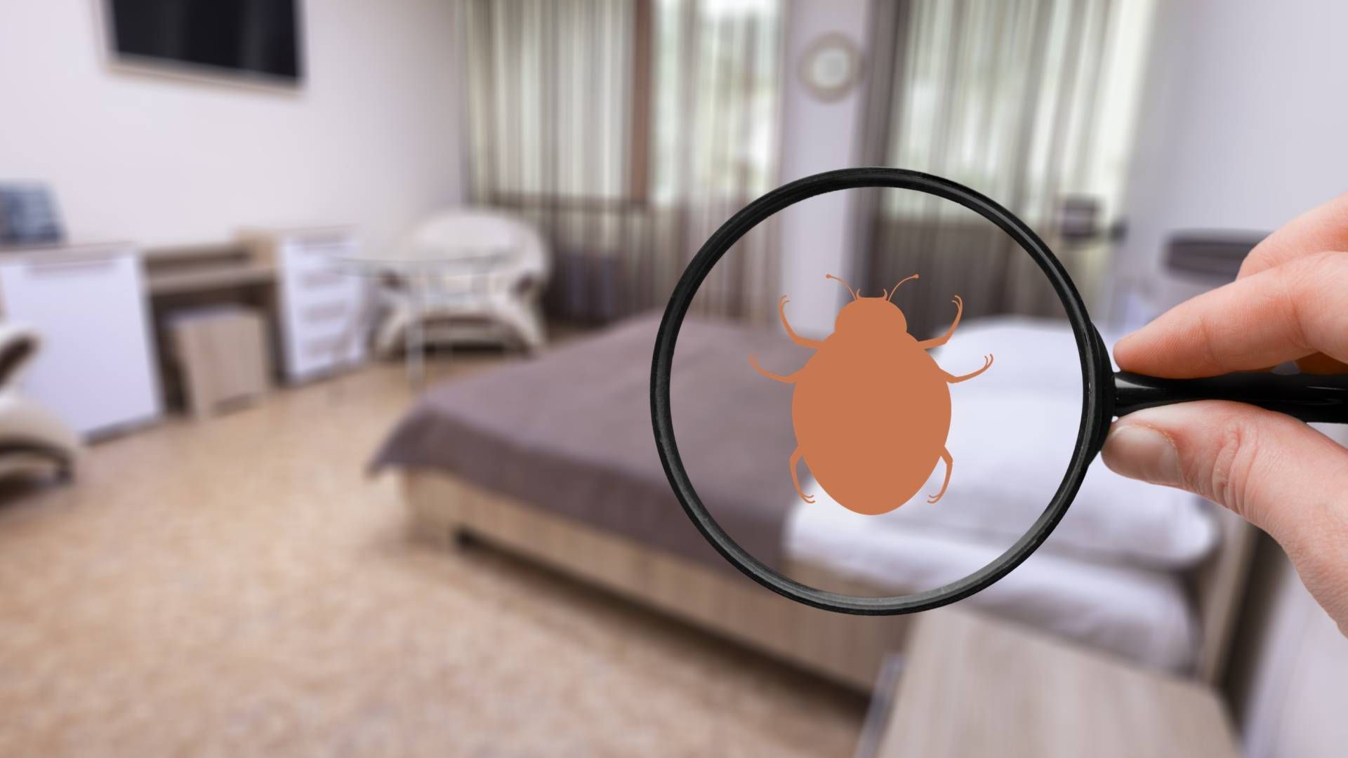 The silhouette of a bed bug in a magnifying glass near Lexington, Kentucky (KY)