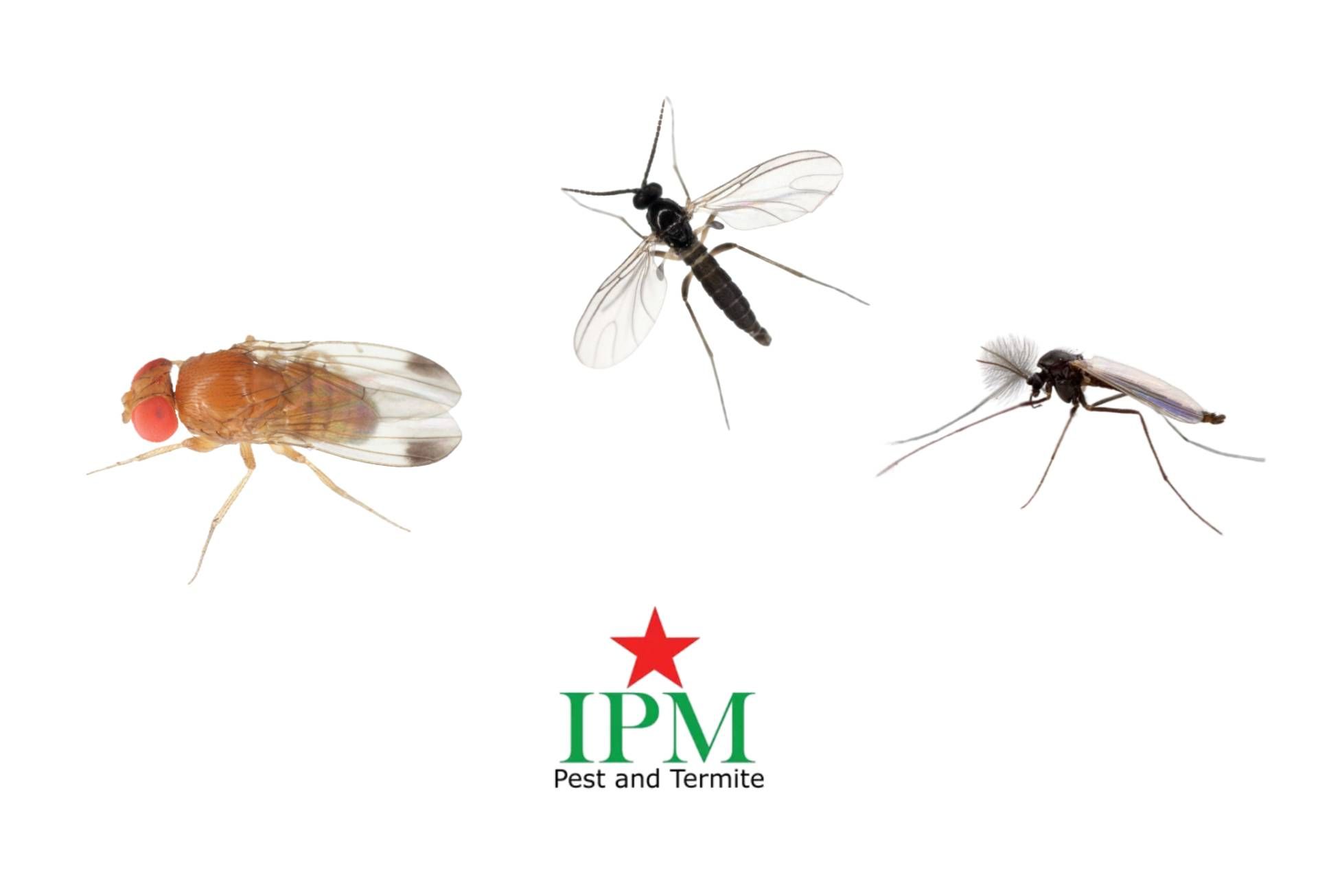 An image comparing Fruit Flies vs. Gnats vs Midges