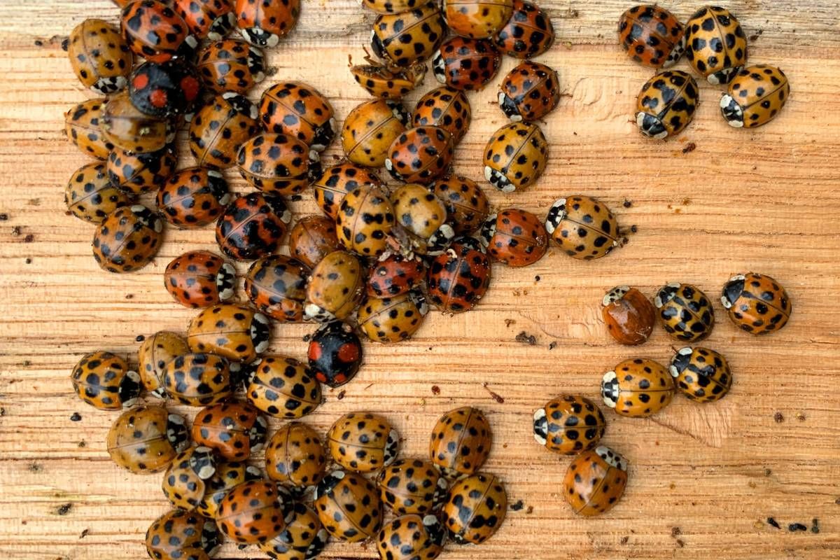 An infestation of Asian Lady Beetles near Lexington, KY