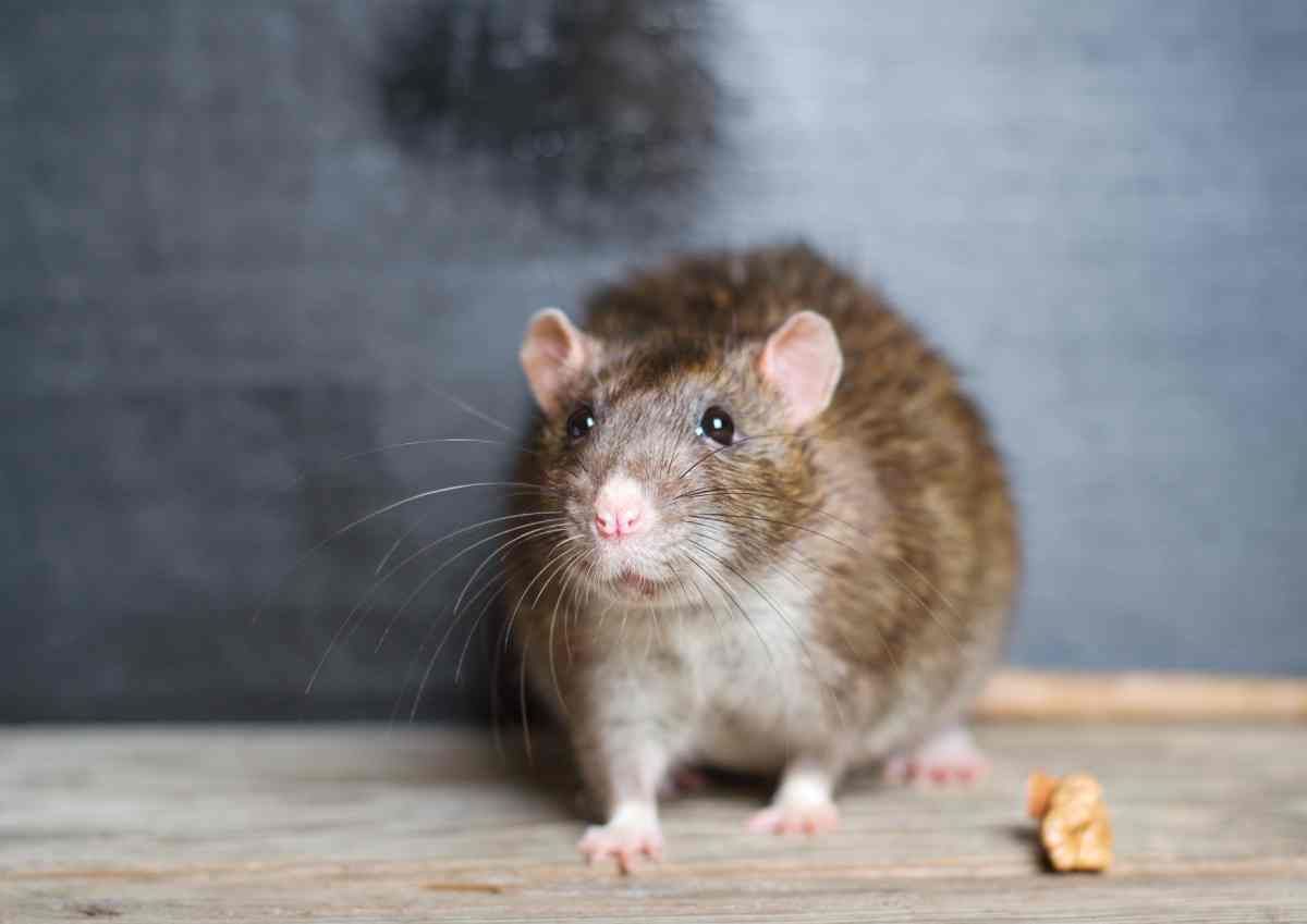 A household mouse near Lexington, Kentucky (KY)