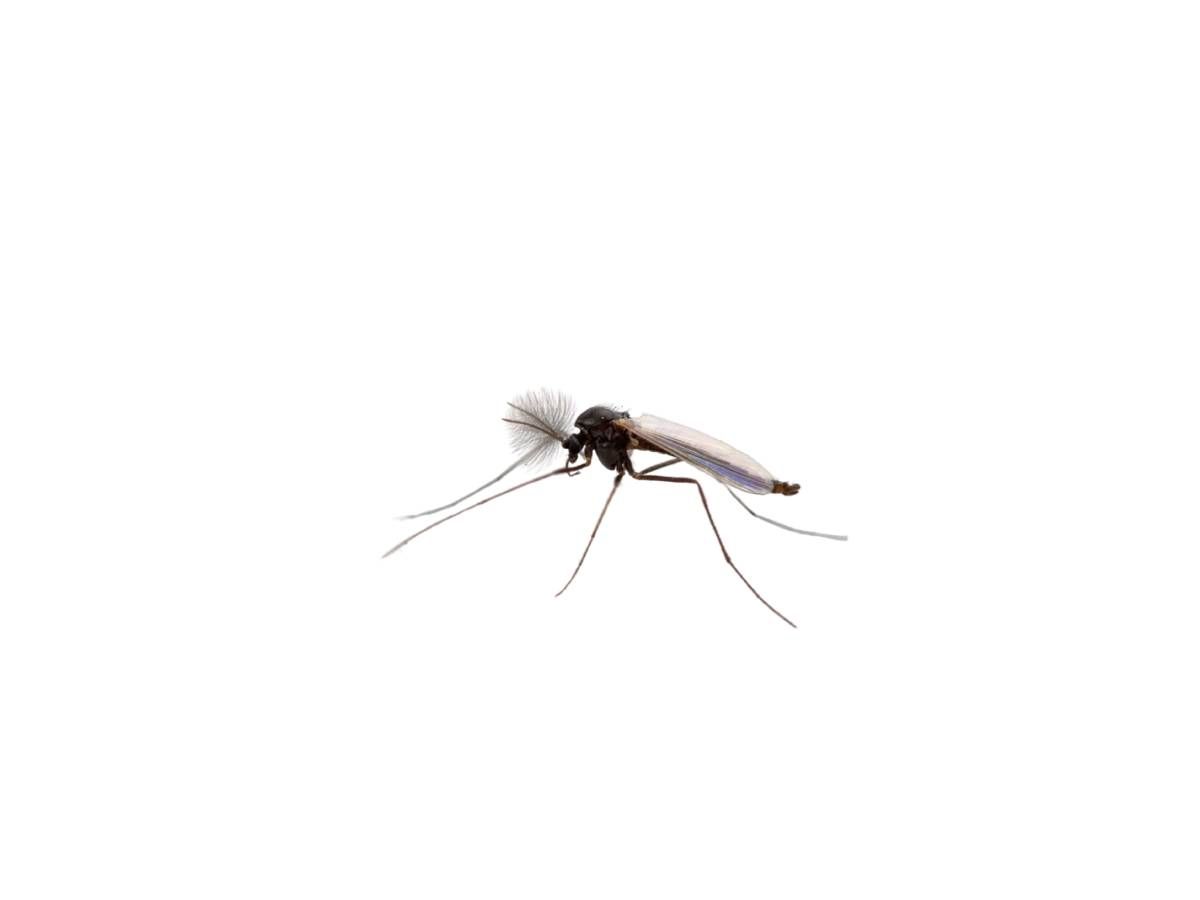 Non-biting Midges in KY