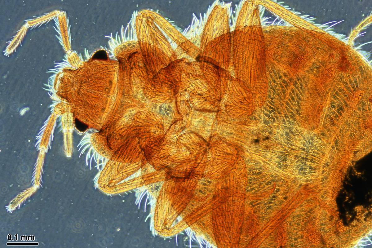 Bed bug eradication near Lexington, Kentucky (KY) with helpful hints, possible treatments, and more