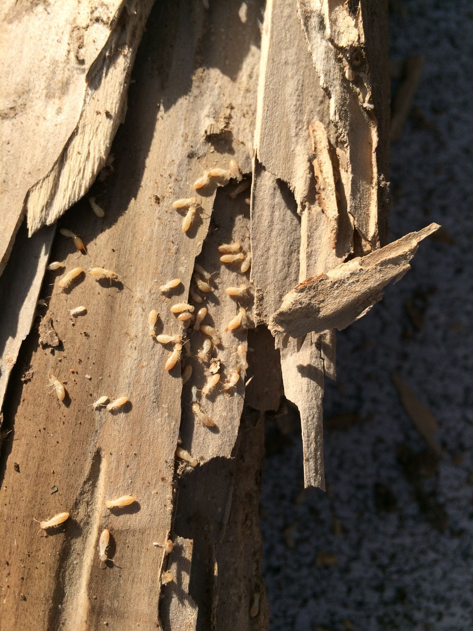 Subterranean Termites snack on a piece of wood
