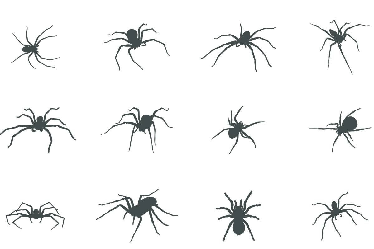 The silhouettes of different types of spiders near Lexington, Kentucky (KY)