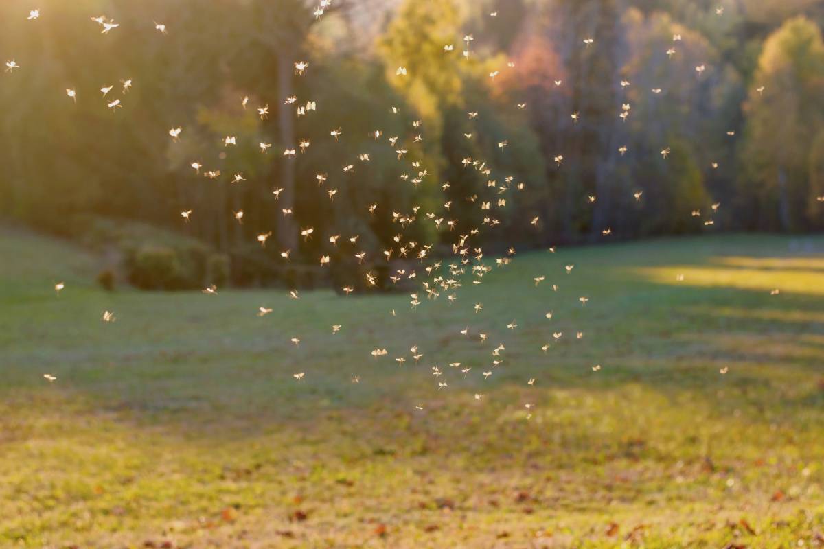 Eliminating mosquitoes with helpful information, actionable steps, and much more near Lexington, Kentucky (KY)