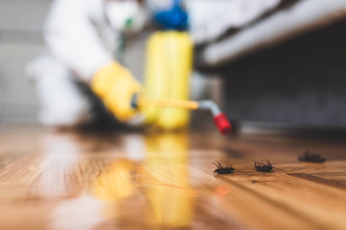 A cockroach exterminator near Lexington, KY