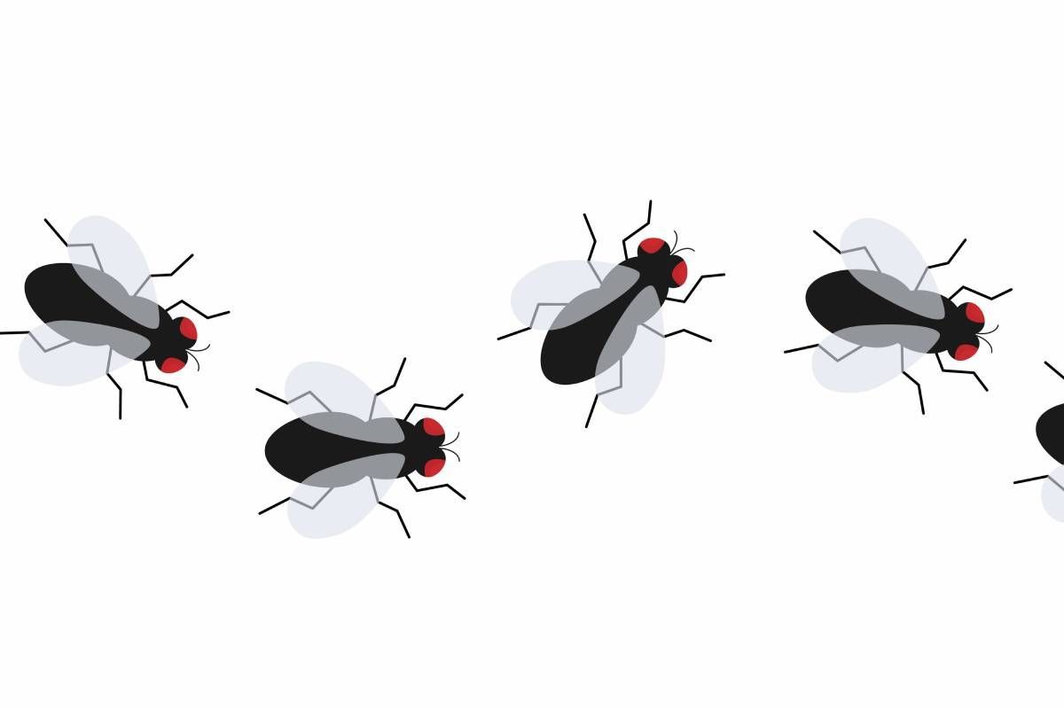 A line of small flies near Lexington, Kentucky (KY)