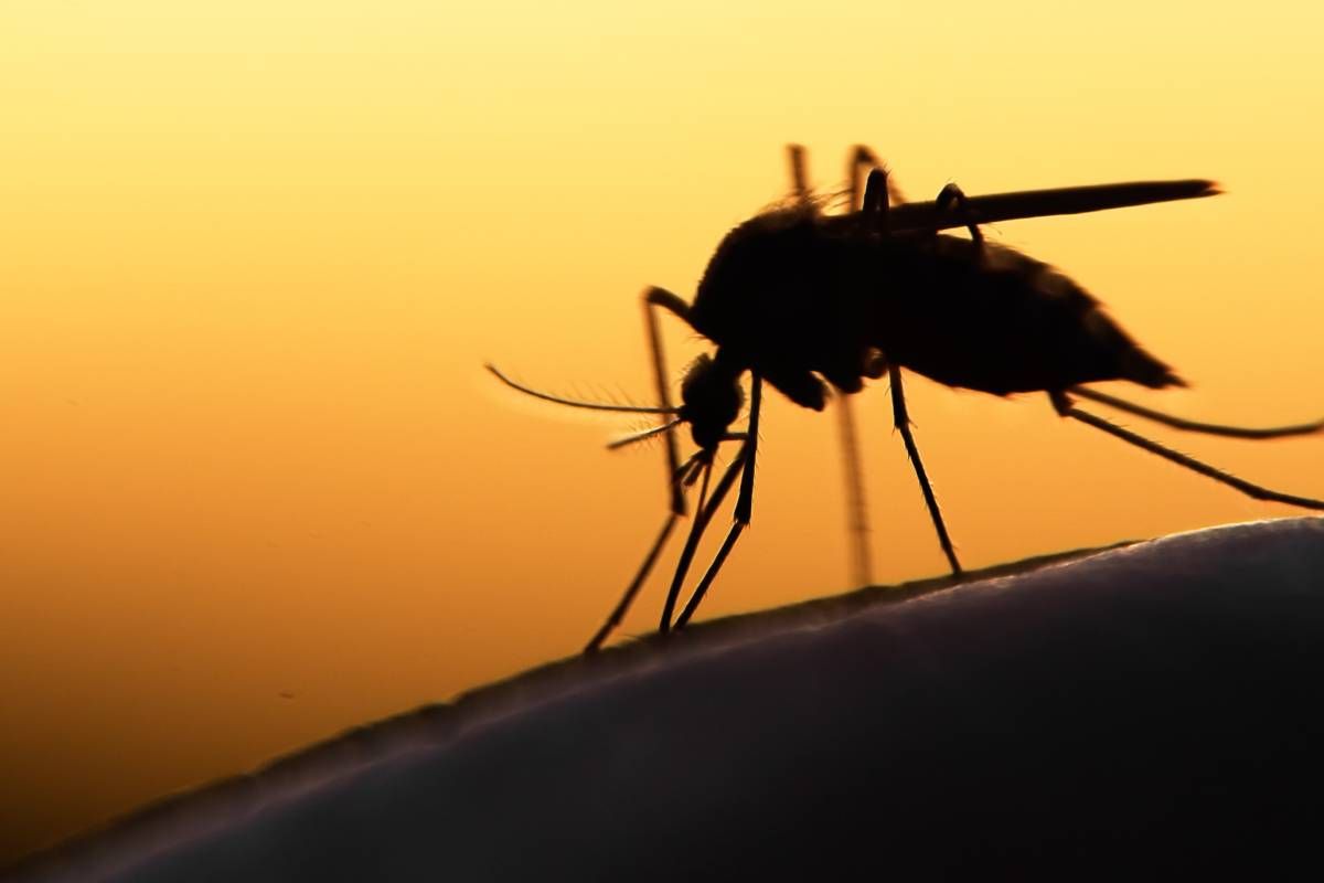 The silhouette of a mosquito near Lexington, Kentucky (KY)