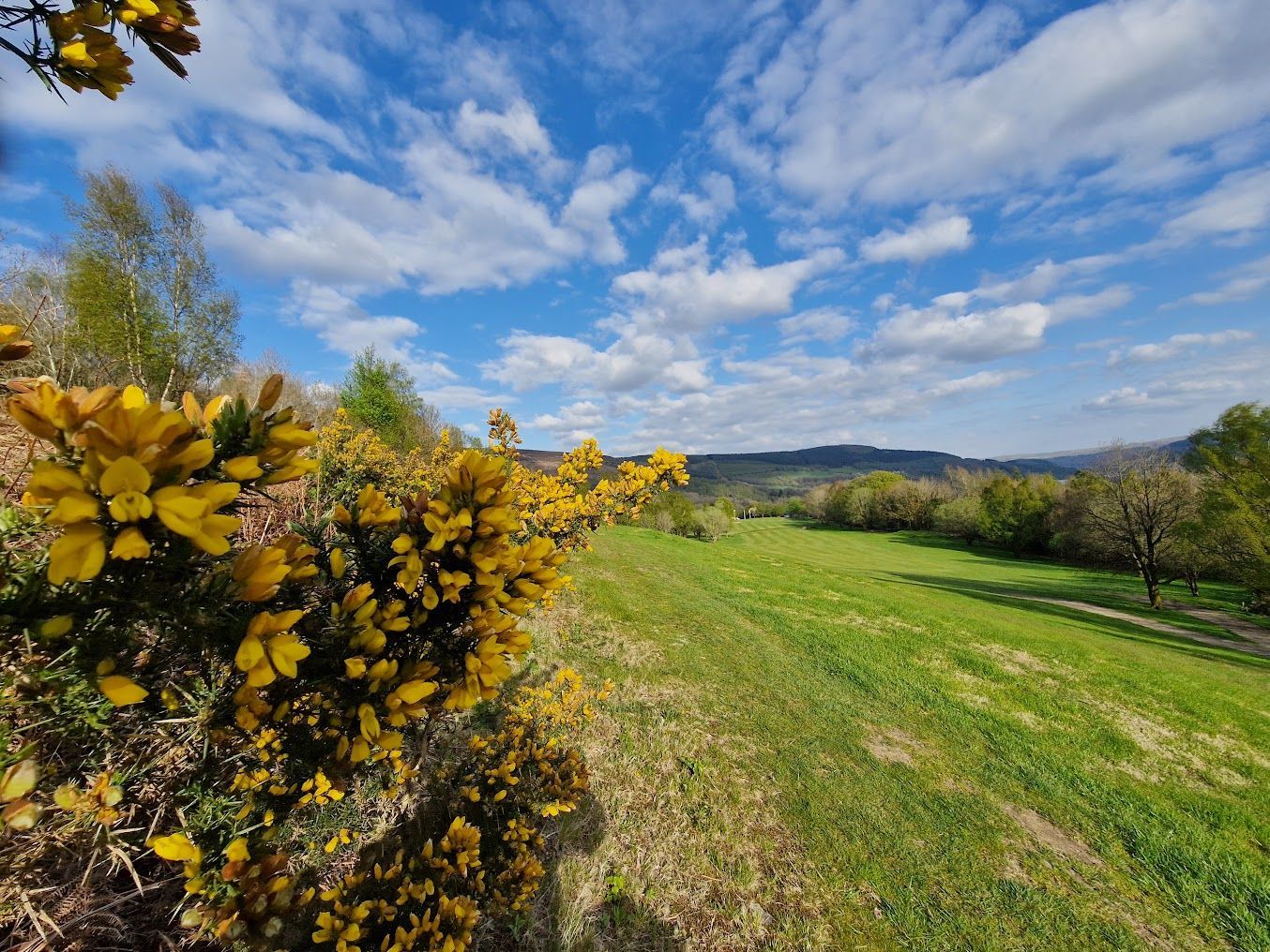 Yellow blossoms beside a green meadow under a bright blue, cloud-filled sky